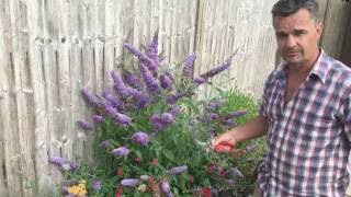 Antonys Gardening Tips  Buddleja [upl. by Amehsyt]