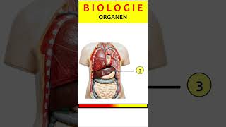 Quiz over de organen van een torso [upl. by Key]