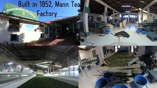 This Factory built in 1852  Mann Tea Estate 🏭 🌱🍵☕🫖 Dharamshala HP [upl. by Annav63]