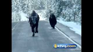 Wild Photos Capture Grizzly Chasing Bison in Yellowstone National Park  BEAR VS BISON [upl. by Dody]