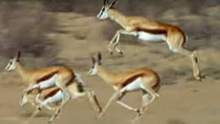 Springboks Antelopes vs Cheetahs  Wild Africa  BBC Earth [upl. by Nnylyaj]