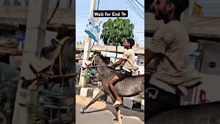 Horse riding video 🐎shortsfeed trendingshorts viralvideo youtubeshorts horse horseriding [upl. by Lupien615]