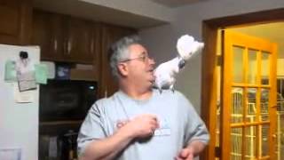 Very Angry Parrot Fights With Owner Hilarious [upl. by Nethsa72]