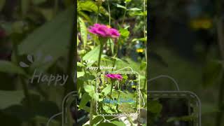 My mini garden full of blommed zinnias japan flowers garden happysunday zinnia plants sky [upl. by Noskcire]