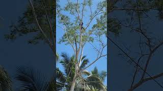 Cutting of falcata trees [upl. by Dyun]