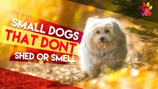 10 Newly Discovered Small Dog Breeds That Don’t Shed Or Smell [upl. by Riesman]