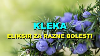 KLEKA  ELIKSIR Za RAZNE BOLESTI [upl. by Hesketh393]