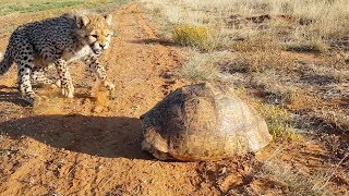 Cheetah Gets Spooked Out By Tortoise Hiding In Its Shell [upl. by Okomot]