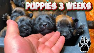 🟢 The puppies are 3 weeks old and they are crying nonstop [upl. by Main]