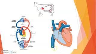 SISTEMA CIRCULATORIO EN LOS ANIMALES [upl. by Ymarej]