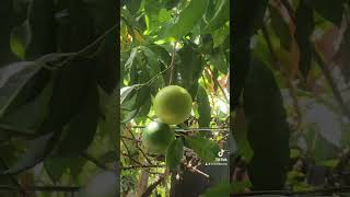 Yellow Star Apple flowers fruits star apple [upl. by Cataldo658]