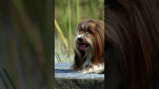 Havanese  Service Dog for Hearing Impaired [upl. by Tiersten]