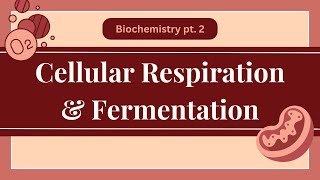 Biochemistry pt 2 Cellular Respiration amp Fermentation [upl. by Healey]