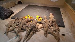 Elevages Lisard 2021 Uromastyx ornata babies eating flowers [upl. by Peh862]