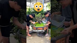 Orang Orang Ini Terkejut Melihat Kolam Ikannya Menjadi Sangat Buruk ‼️😱shorts [upl. by Salahcin]