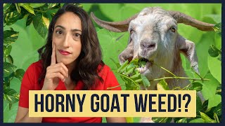 Is Horny Goat Weed Really Natures Viagra for Rockhard Erections Urologist Explains [upl. by Giffer887]