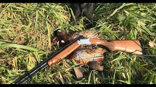 Pheasant Hunting with a 410  Opening Day Public Land 2018 [upl. by Kylah613]