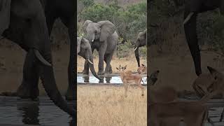 Elephant and Impala herd at Kruger Park waterhole wildlife krugersafari krugerparksafari nature [upl. by Lowell]