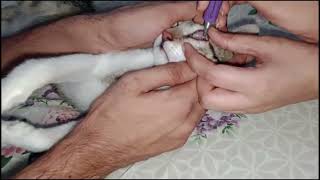 Cat Eye Infection  How To Cure Cat Eye Infection  His Eyes swollen and watery [upl. by Arni173]