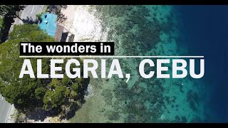 The Wonders in Alegria Cebu [upl. by Yole719]