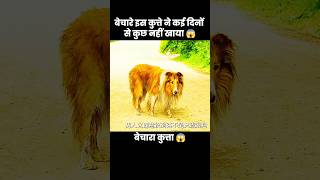 ये कुत्ता बहुत दिनों से भूखा हैं 😱  short dog movie recap [upl. by Ailisab357]