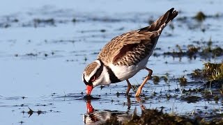 Blackfronted Dotterel with a surprise at the end [upl. by Manbahs685]