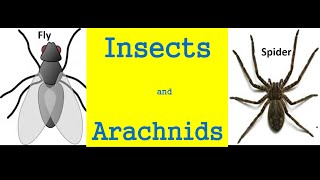 Insects and arachnids for kids  Differences And Similarities [upl. by Ailasor]