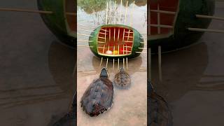 Survival Skills SIMPLE and USEFUL with watermelon Turtle trap camping bushcraft outdoors [upl. by Keyes634]