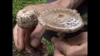 Macrolepiota rachodes  Conoscere i funghi 05092014 [upl. by Ineslta]