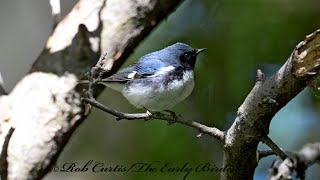 Setophaga caerulescens BLACKTHROATED BLUE WARBLER compilation 3046916 [upl. by Haggi]