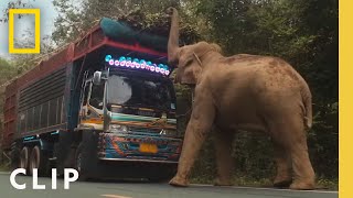 Elephant Cleverly Steals Sugar Cane off a Truck in Thailand  Secrets of the Elephants [upl. by Ahsinod965]