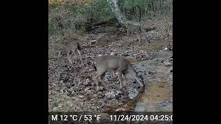 Pretty Does Crossing Creek short wildlife [upl. by Malarkey]