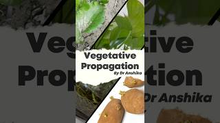 Vegetative Propagation Explained Natures Way of Plant Reproduction 🌱 [upl. by Leunad837]