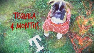 Tequila  4 months Im Good  Rubixpups [upl. by Ijuy]