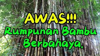 AWAS Rumpunan Bambu Berbahaya [upl. by Necyrb179]