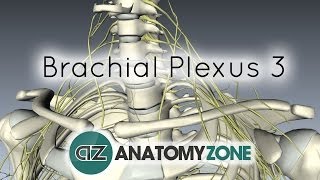 Brachial Plexus  Terminal Branches  Anatomy Tutorial [upl. by Susumu952]