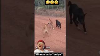 When a Bully decides to BULLY dog viralvideo [upl. by Leuneb]