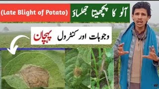 Identification and Control of late blight of potato 🥔potato agriculture crops usfarm44 [upl. by Bultman257]