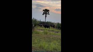 Adventure travel safari viralvideoExplore Explore [upl. by Maite]