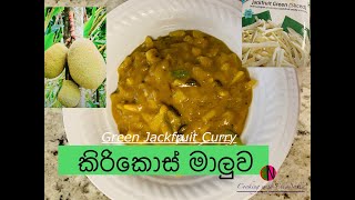 Kirikos Maluwa Jack fruit curry SriLankan Style With English subtitles කිරිකොස් [upl. by Asaph854]