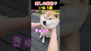 【癒しの犬】SNSでバズった動物かわいい犬動画５選！【Healing Dogs】5 Adorable Dog Videos That Went Viral on Social Media [upl. by Eednarb]