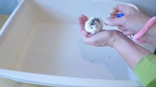 Hand Training Hamster with Clicker [upl. by Ares]