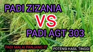 Perbandingan Padi Zizania dengan Padi AGT 303 [upl. by Rog]