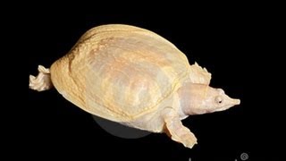 Chinese softshell turtle  Дальневосточная черепаха  Китайский трионикс [upl. by Lothaire592]