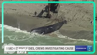 No swim advisory in place after 43foot whale stranded on Venice Beach [upl. by Ingeborg]