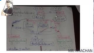 La régulation du glycolyse et la glyconéogenèse [upl. by Wyne]