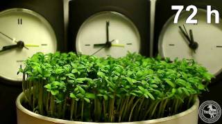 Time Lapse  Garden Cress [upl. by Adnahsar]