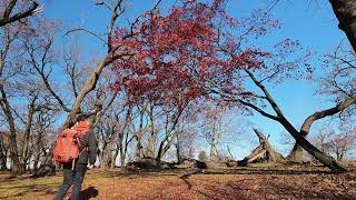 A great experience Kase taking you to explore the sea clouds and red leaves in Jilin China [upl. by Noryv]