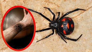 Top 10 MOST VENOMOUS SPIDERS In The World [upl. by Esau758]