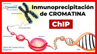 🔴 Explicación de la Inmunoprecipitación de cromatina ChIP Principio del ensayo de chip 🔬🧬🧪 [upl. by Ailyt]